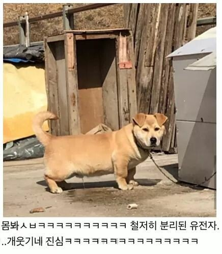 시골 똥개 믹스견...대참사ㄷㄷㄷㄷㄷㄷ