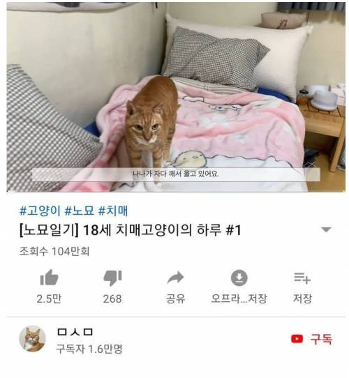 치매고양이 영상에 달린 추천 1100개짜리 댓글