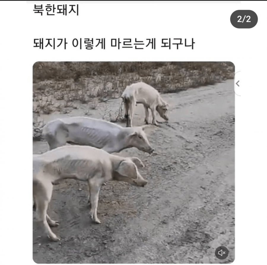 북한의 돼지 근황