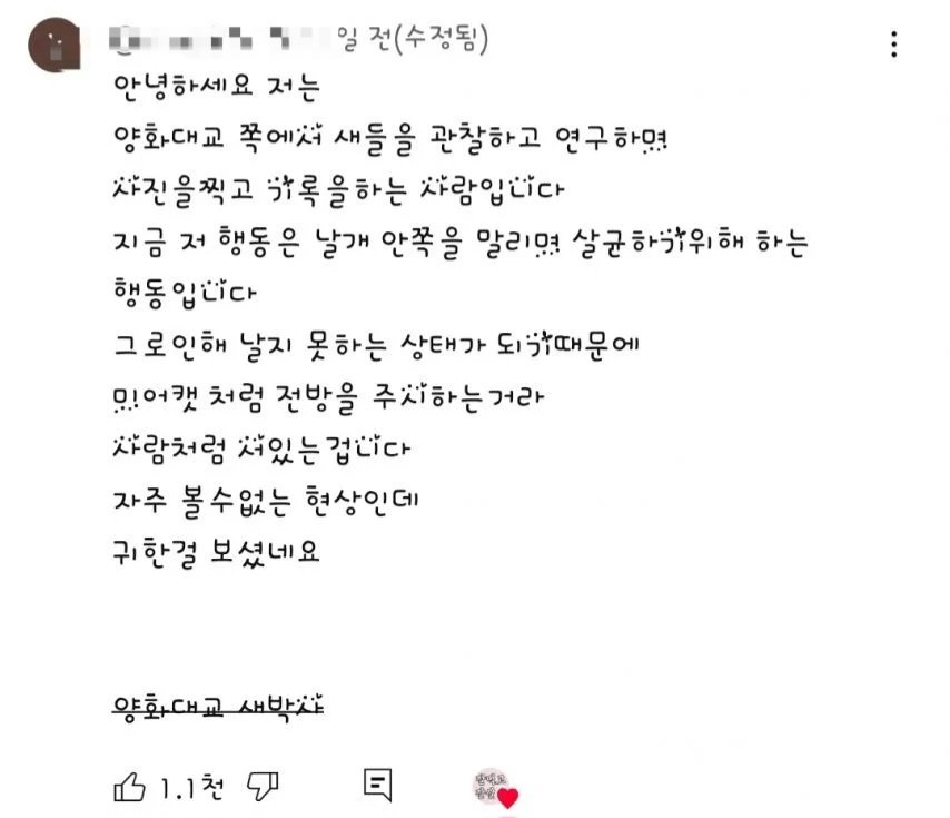 한강에서 찍힌 신기한 새