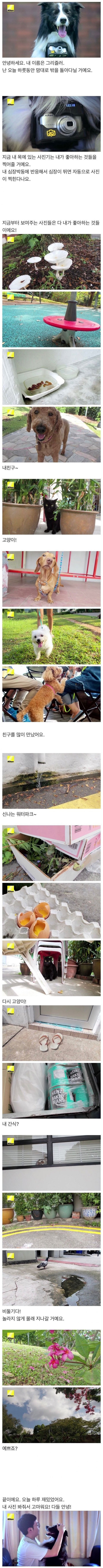 댕댕이의 심박수가 올라가면 찍히는 카메라